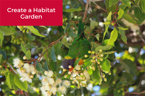 Create a Wellbeing Garden.png