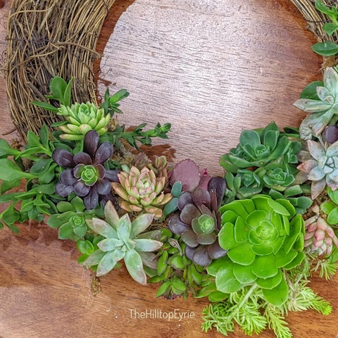 A wreath made of succulents