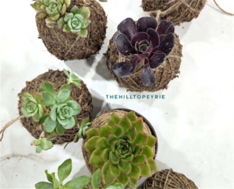 Kokedama balls