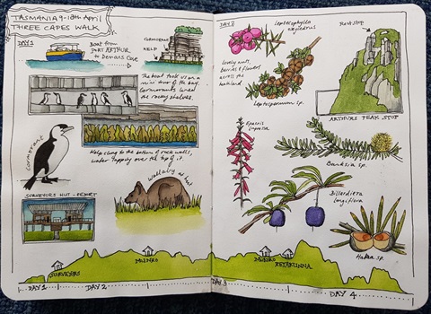 A sketchbook with coloured illustrations of birds and animals