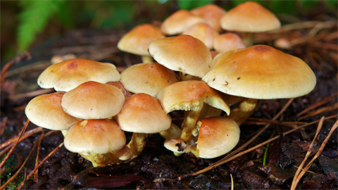 Fungi 2.png