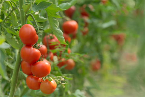 Tomato image.png