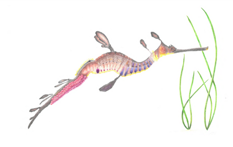 Sea dragon by Michelle Corbett