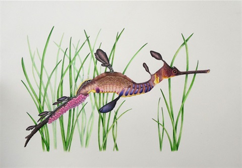 Weedy sea dragon.JPG